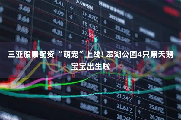 三亚股票配资 “萌宠”上线! 翠湖公园4只黑天鹅宝宝出生啦