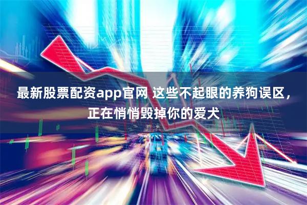 最新股票配资app官网 这些不起眼的养狗误区，正在悄悄毁掉你的爱犬